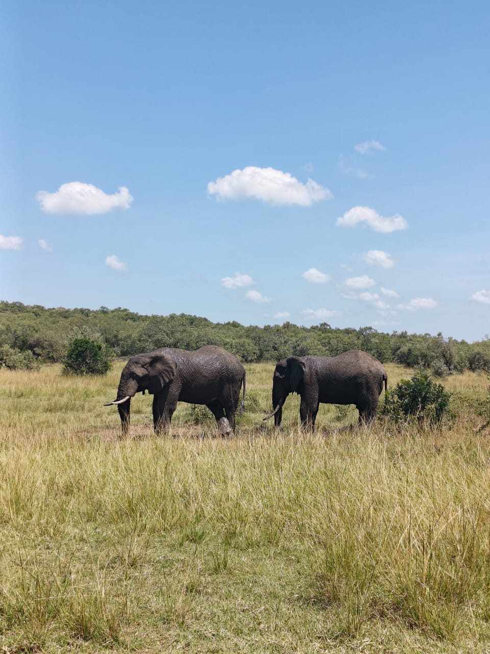 elefant
